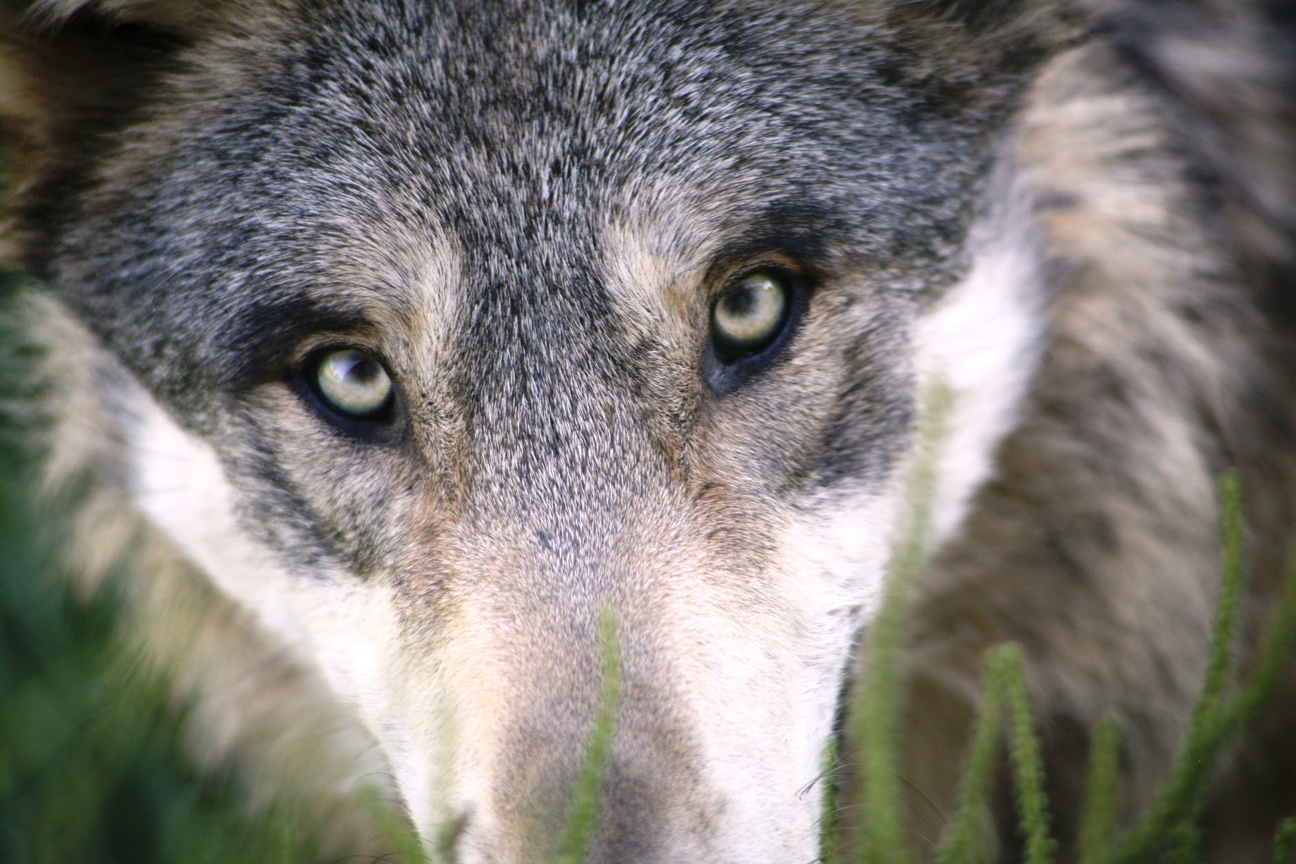 Wolf Name Quiz - What is your Wolf Name?