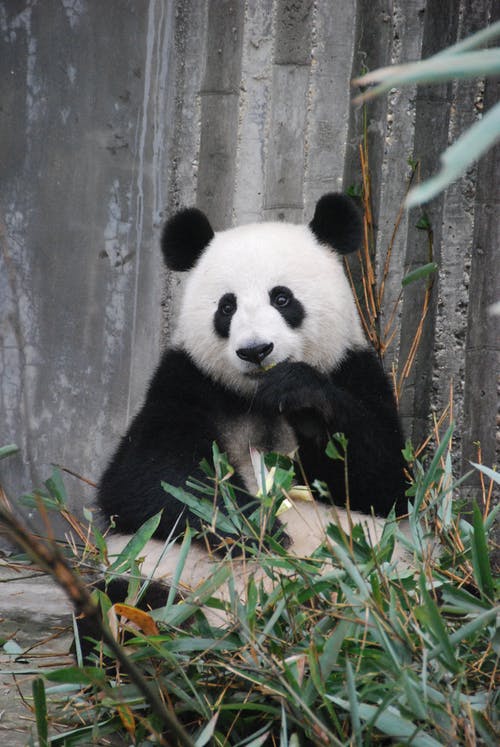 Panda Name Generator Generate A Random Panda Name