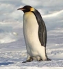 Penguin Name Generator