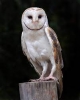 Owl Name Generator