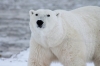 Polar Bear Name Generator