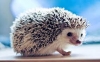 Hedgehog Name Generator