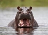 Hippo Name Generator