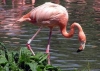 Flamingo Name Generator
