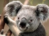 Koala Name Generator